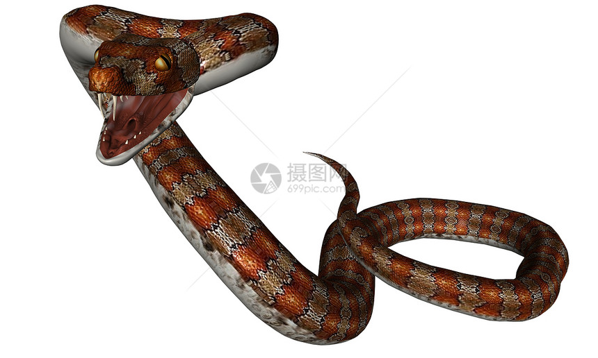 蛇生物蟒蛇攻击野生动物热带蛇皮图片