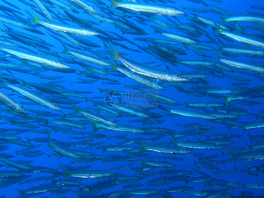 鱼浅珊瑚浮潜野生动物呼吸管动物植物动物群反射生活荒野图片