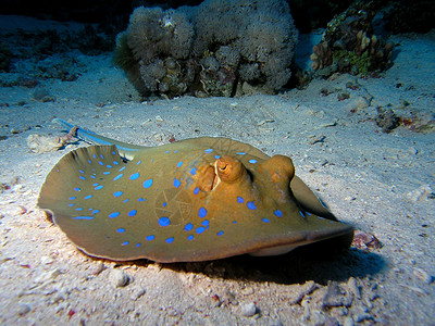 蓝点字符串射线珊瑚树叶浅滩植物群潜水员呼吸管潜水反射动物浮潜背景图片