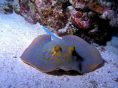 蓝点字符串射线植物树叶荒野潜水动物群潜水员浅滩浮潜动物野生动物背景图片