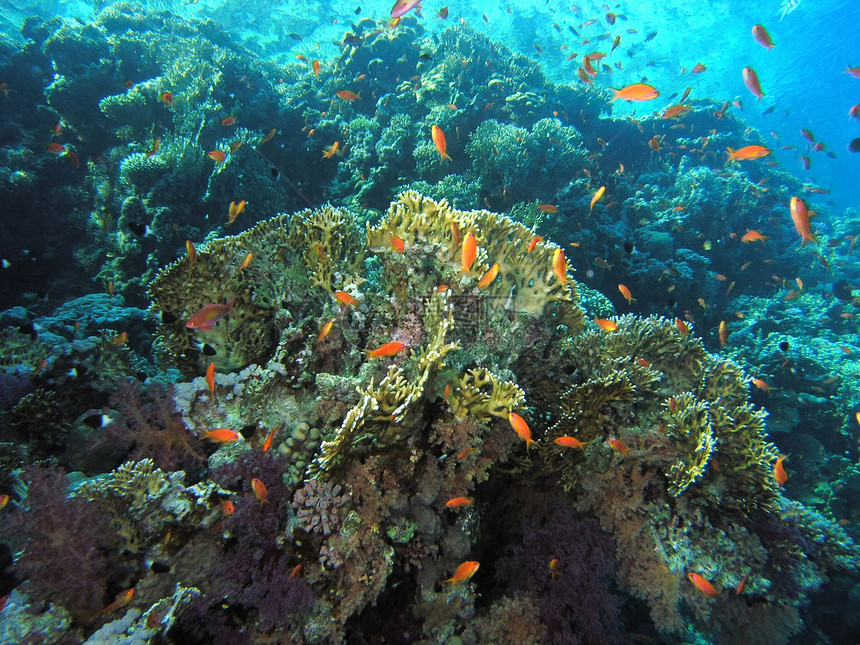 鱼浅呼吸管冒险珊瑚野生动物浅滩潜水员浮潜动物植物群生活图片