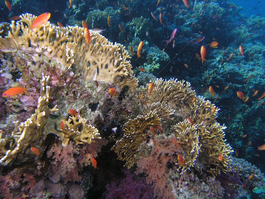 鱼浅生活植物群浮潜野生动物冒险反射树叶浅滩植物荒野图片