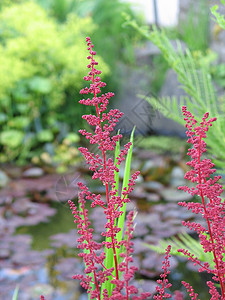 粉红小花银行锥体宏观绿色花园线条植物粉色背景图片