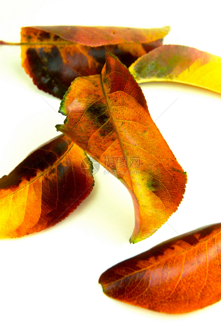 秋余假树叶叶子白色图片