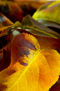 秋余假叶子树叶白色背景图片