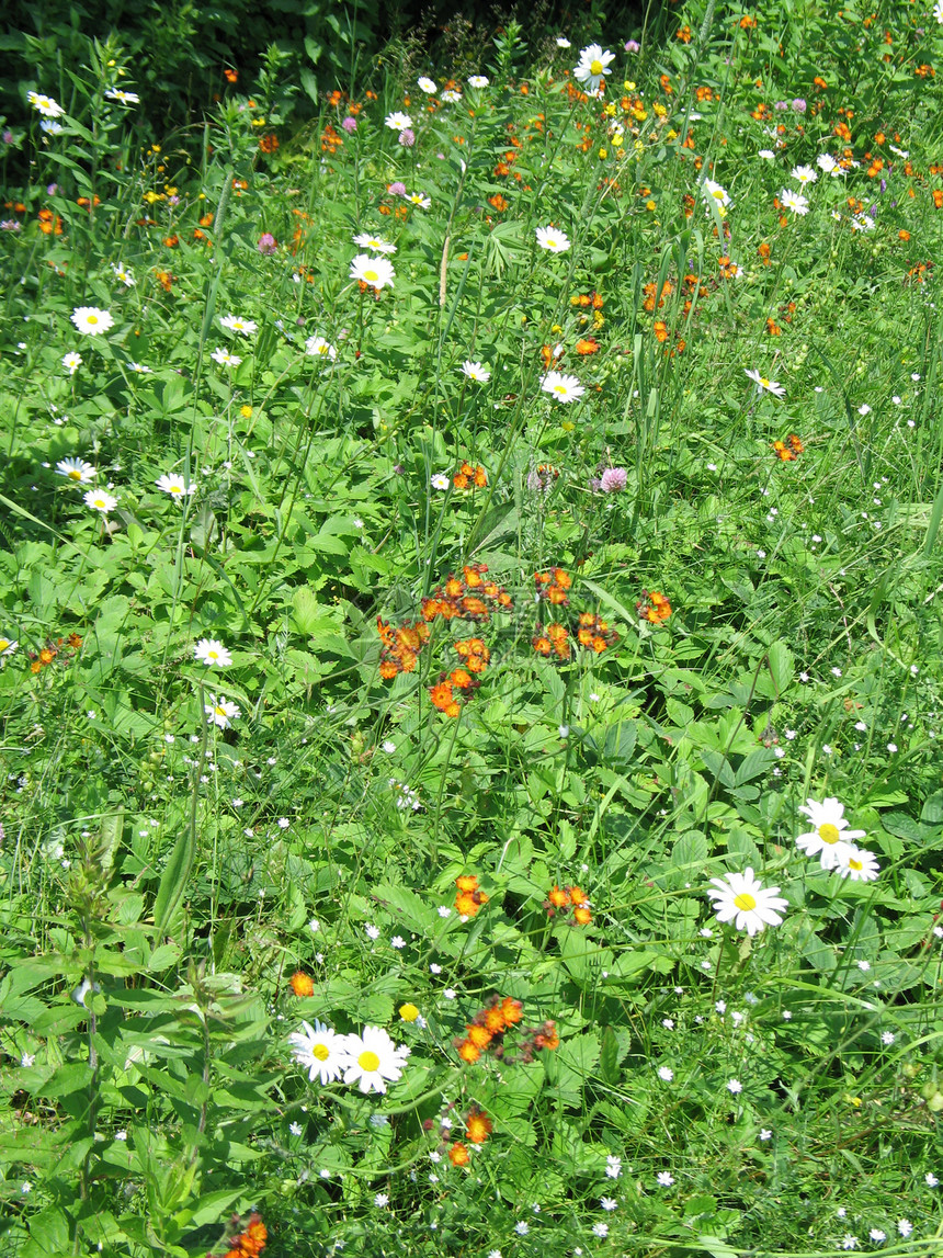 小野花荒野绿色宏观花园线条场地植物白日银行图片