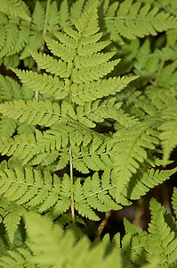 自然质植物人蕨类绿色背景图片