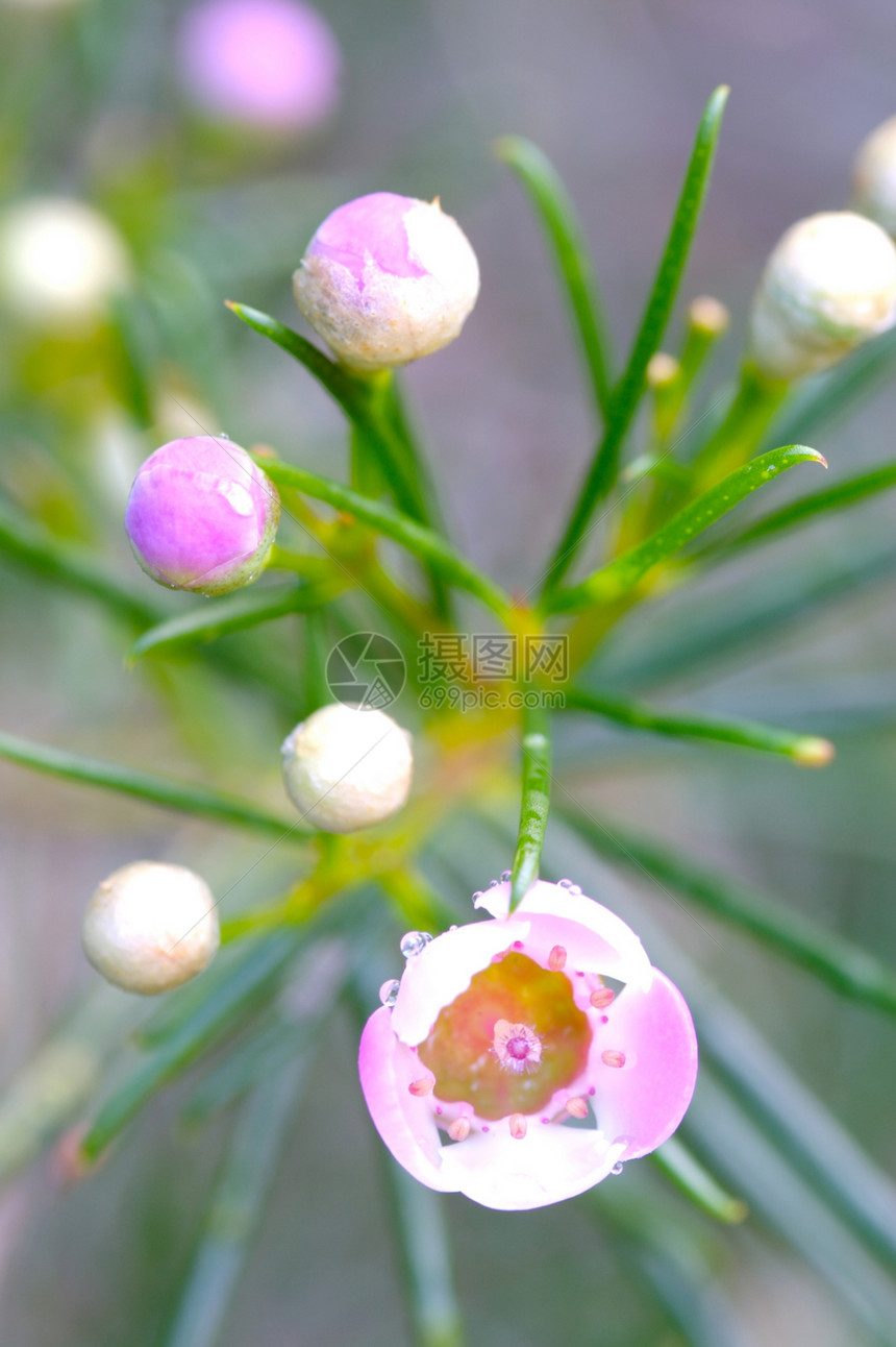 澳大利亚无野花树叶植物群荒野白色花朵动物群种子叶子树木图片