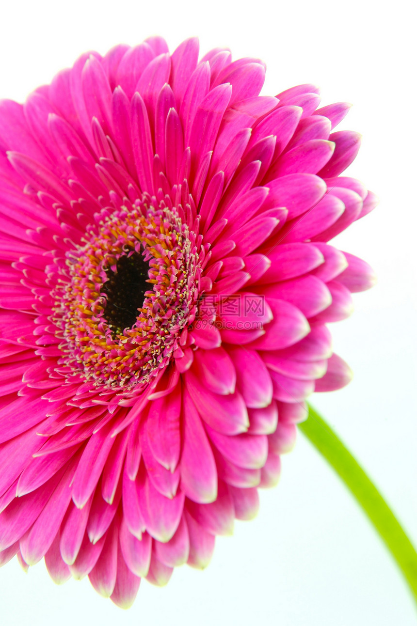粉红色Gerbera粉色雏菊花朵花瓣图片