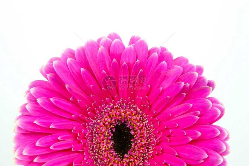 粉红色Gerbera雏菊花朵粉色花瓣图片