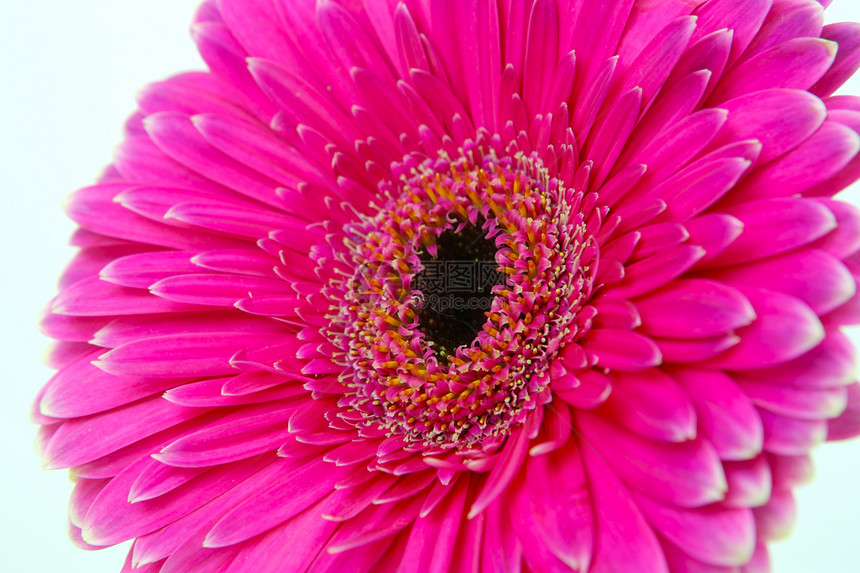 粉红色Gerbera花瓣雏菊花朵粉色图片