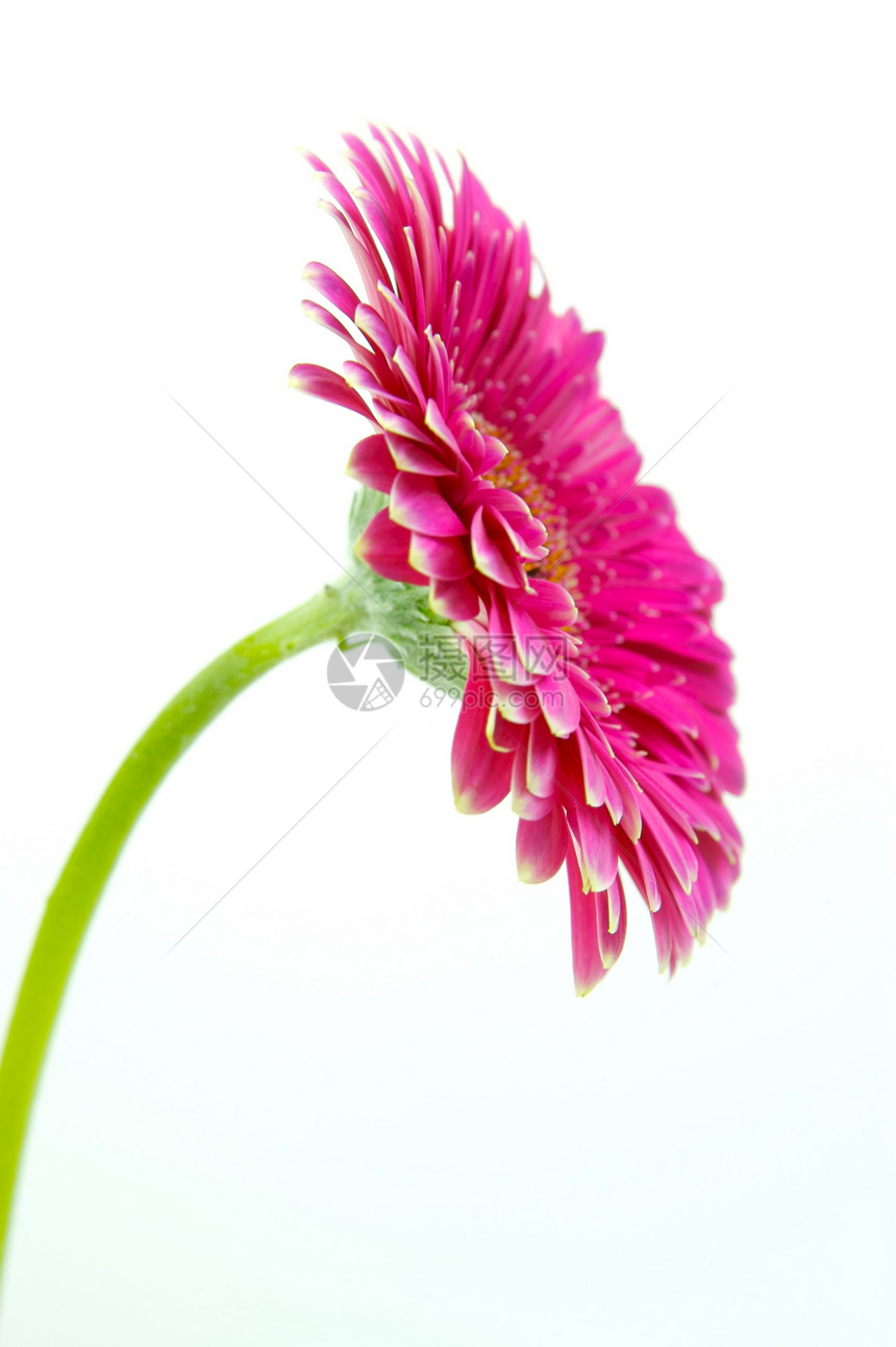粉红色Gerbera花朵雏菊粉色花瓣图片