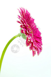 粉红色Gerbera花朵雏菊粉色花瓣背景图片