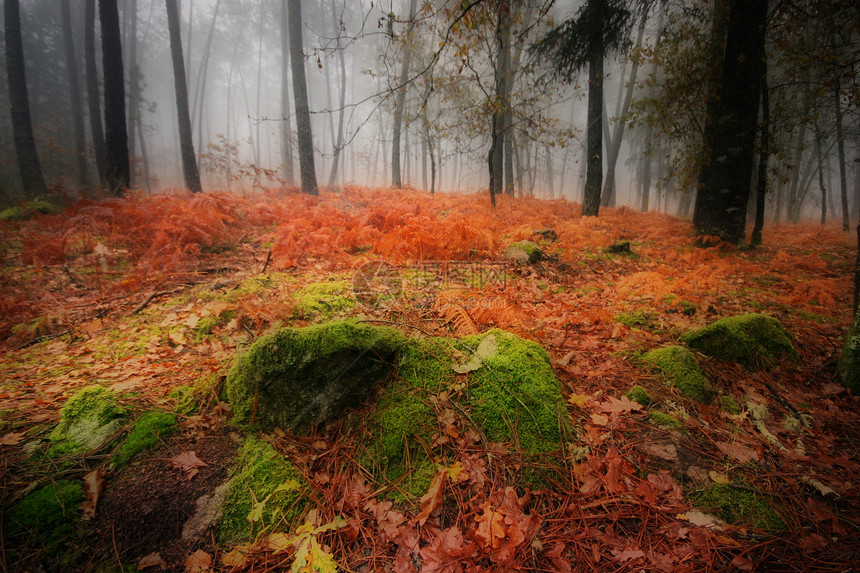 秋季风景场景森林分支机构阳光农村薄雾地球叶子旅行环境图片