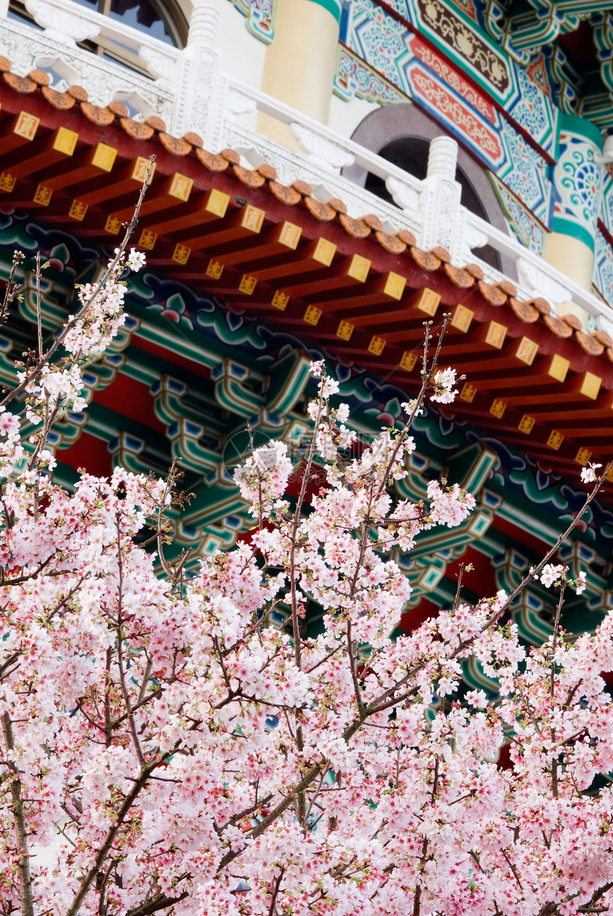 樱树宝塔季节花园李子花瓣场景花朵叶子园艺植物学图片