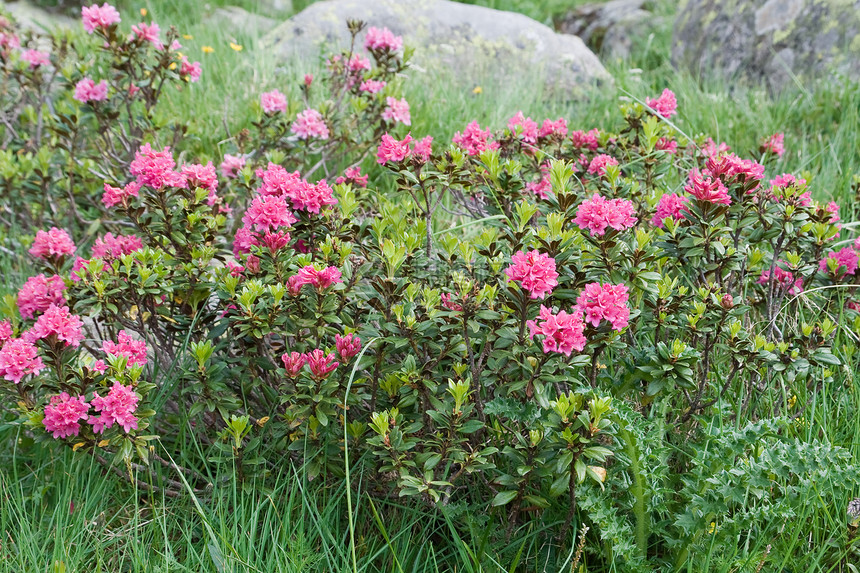 花朵衬套野花植物风景岩石扫帚牧场草地绿色环境图片