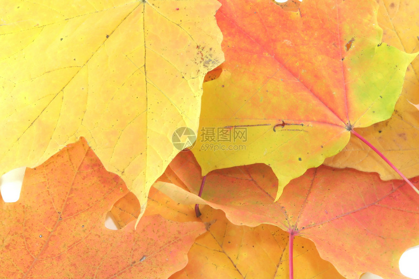 休假假橙子环境墙纸季节黄色树叶植物季节性叶子红色图片