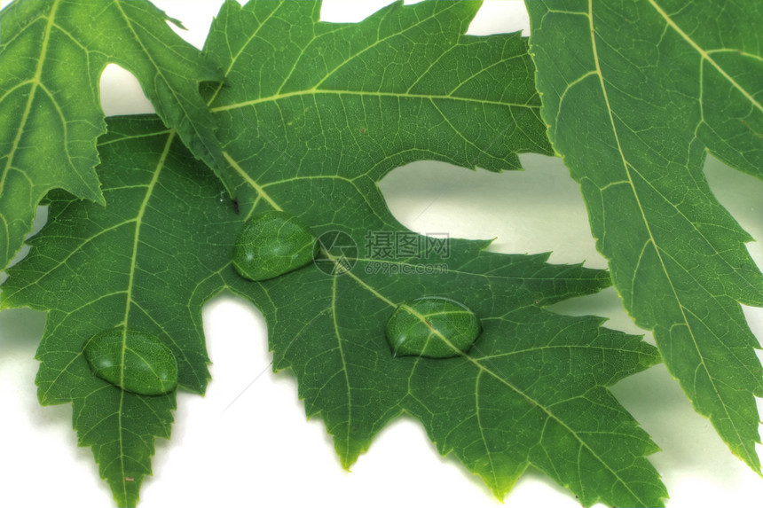 带水滴的叶子生活水分生态活力白色植物花园环境绿色植物群图片