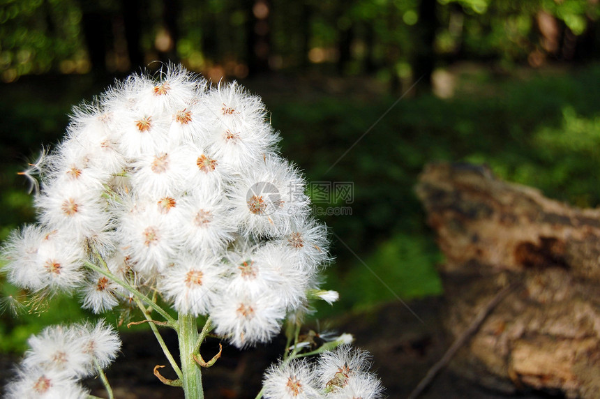 花层自然白色花园植物图片