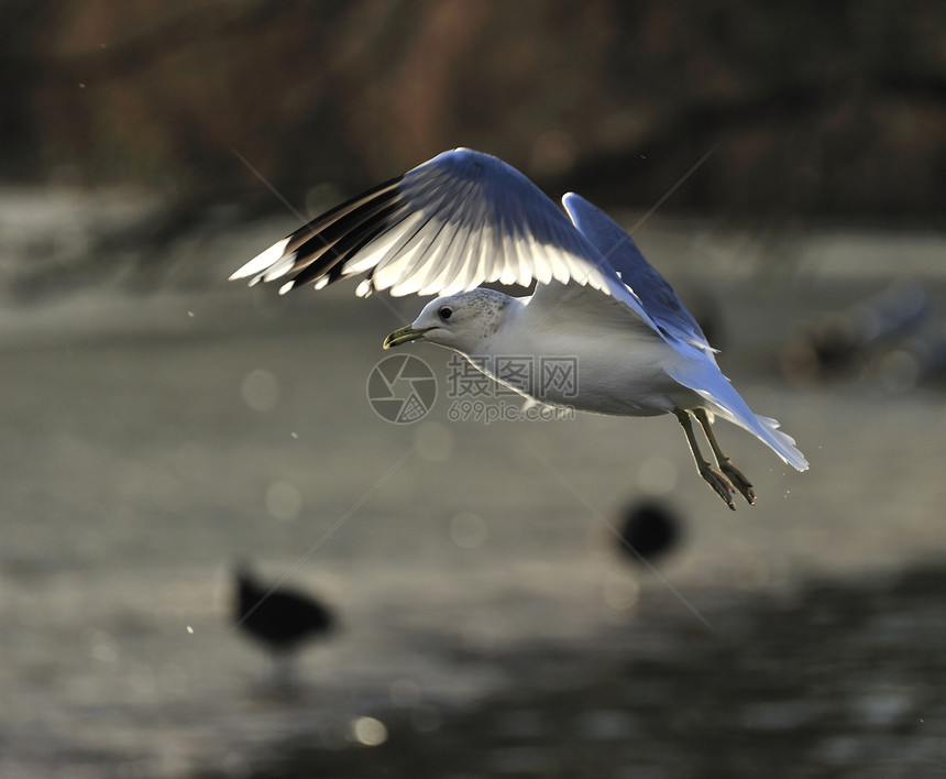 海鸥自然界海鸟羽毛动物公园鸟类银鸥飞行脊椎动物翅膀图片