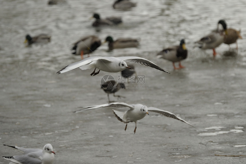 海鸥飞行团体荒野野生动物动物自然界海鸟银鸥脊椎动物鸟类图片