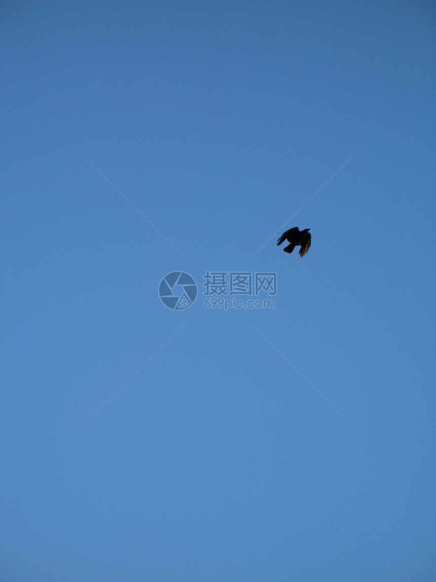 乌鸦在蓝天飞翔飞行账单尾巴羽毛野生动物翅膀青色航班蓝色动物图片