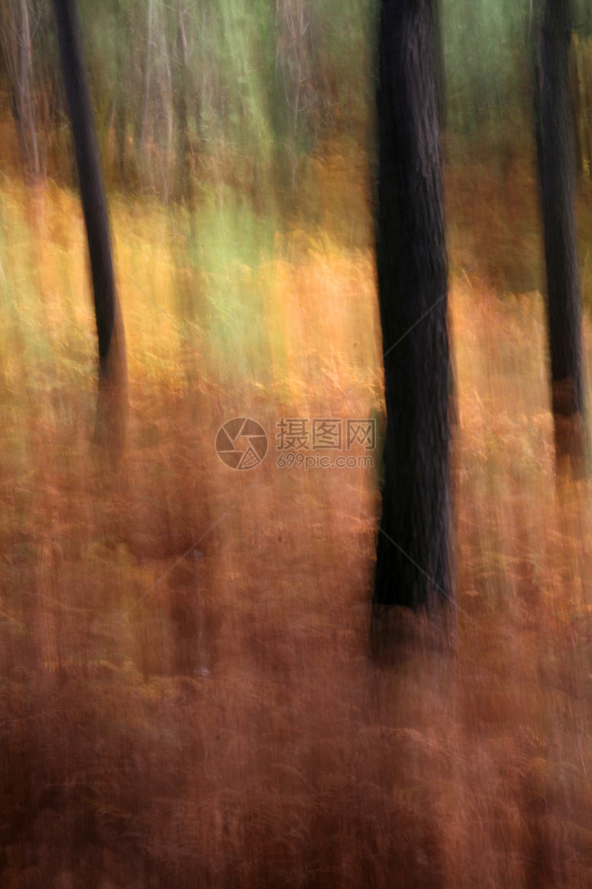 秋季风景孤独树木叶子国家森林季节公园场景环境阳光图片