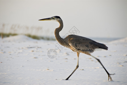 大蓝 Heron多云白色动物黑鹭蓝色海滩背景图片