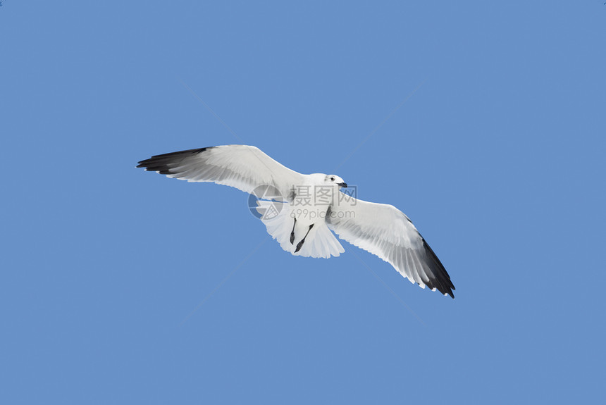 欢笑在飞行中的格尔背景天空海鸥动物航班蓝天翅膀蓝色野生动物笑鸥图片