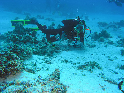 珊瑚礁上的差异动物群野生动物珊瑚潜水员潜水反射动物呼吸管冒险植物群背景图片