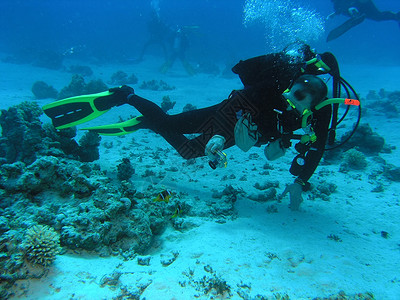 珊瑚礁上的差异反射珊瑚呼吸管浮潜野生动物潜水潜水员动物群冒险动物背景图片