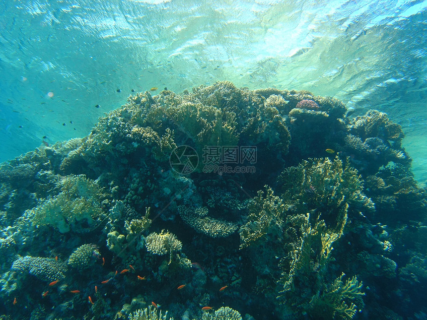 鱼浅动物群动物冒险野生动物潜水荒野呼吸管植物群浅滩浮潜图片