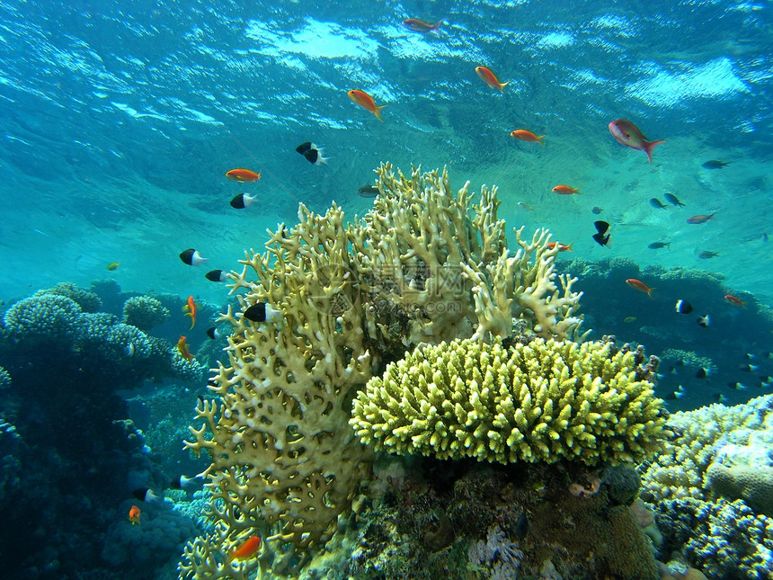 鱼浅呼吸管浅滩野生动物动物群荒野植物动物植物群潜水冒险图片