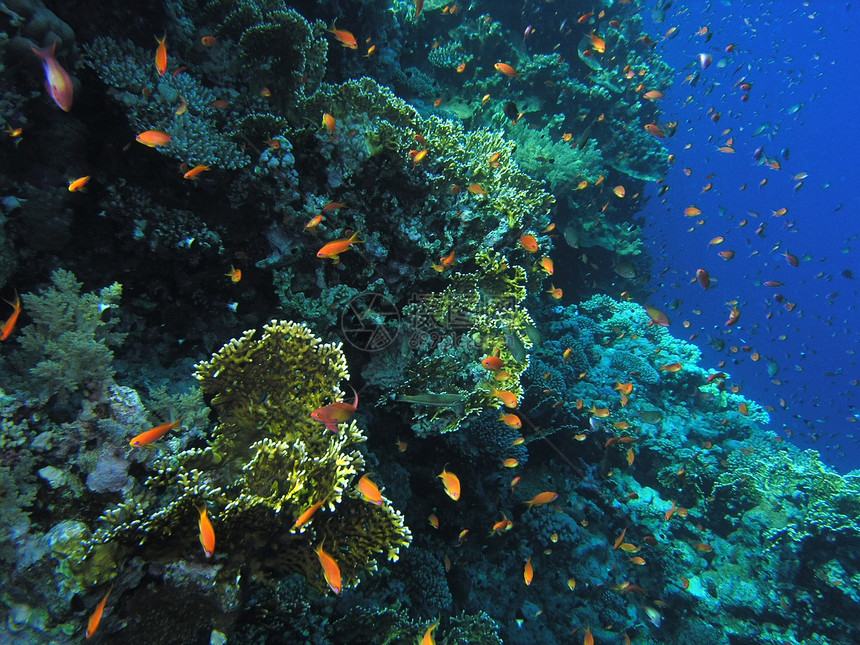鱼浅冒险动物浮潜荒野野生动物植物群珊瑚潜水反射呼吸管图片