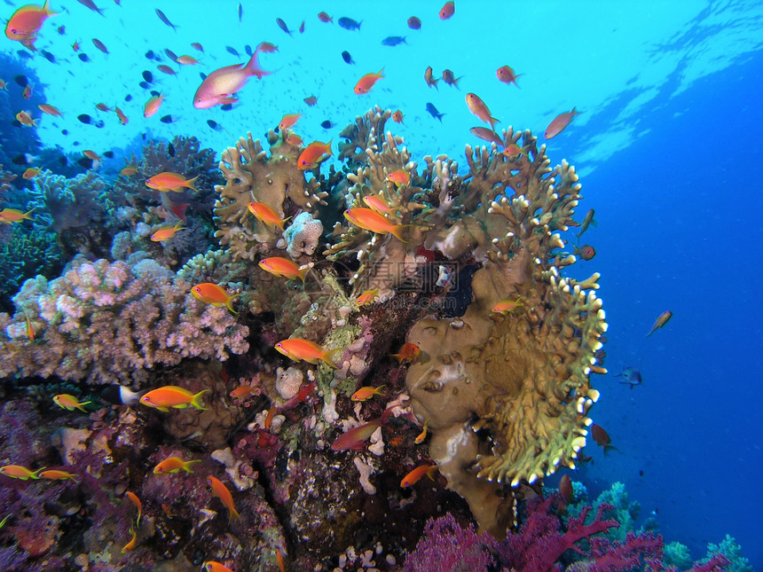 鱼浅植物反射珊瑚冒险荒野野生动物动物动物群呼吸管植物群图片