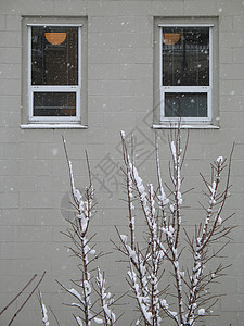 建筑前面的树上满是积雪白色季节窗户背景图片