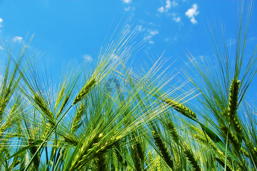 蓝天下小麦粒绿色天空食物收成生长蓝色植物农业场地农场图片