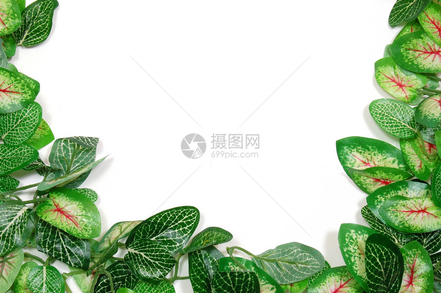 树叶边框装饰品角落笔记分支机构问候语绿色植物白色花园卡片图片