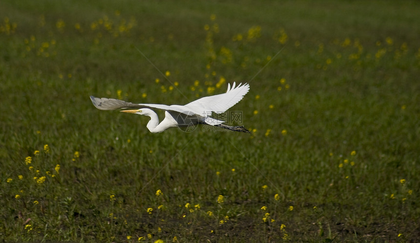 飞行起重机野生动物航班飞行白色翅膀场地绿色羽毛动物黄色图片