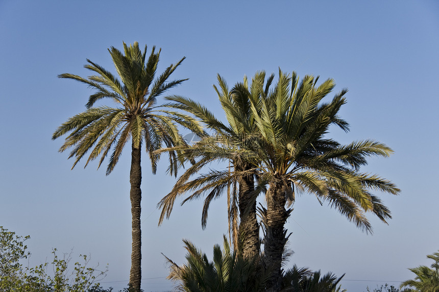 棕榈植被农业绿色食物天空蓝色植物群树干图片