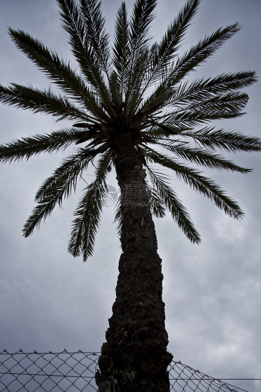 棕榈植被树干植物群食物农业蓝色绿色天空图片