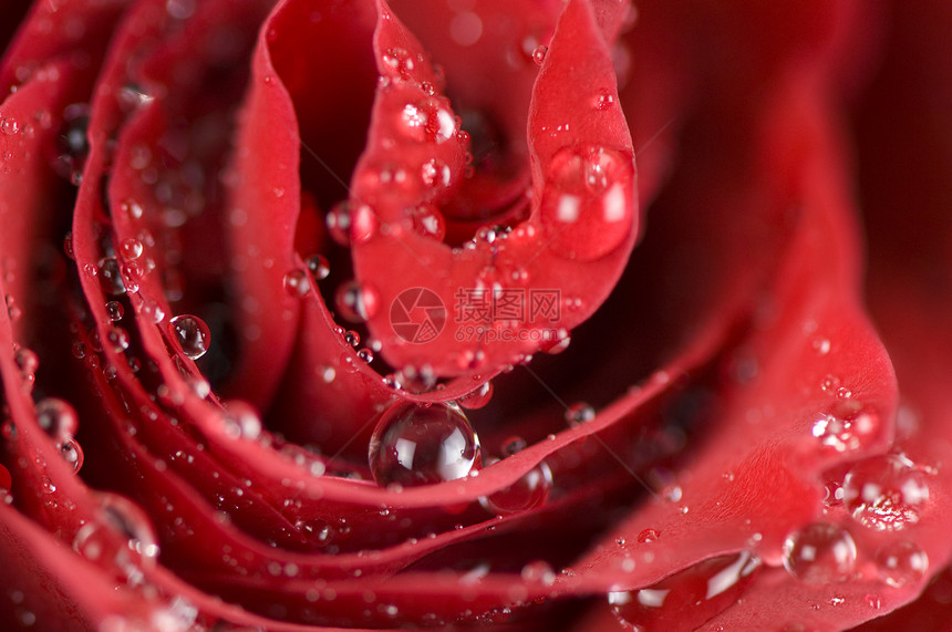 湿红玫瑰芽图片