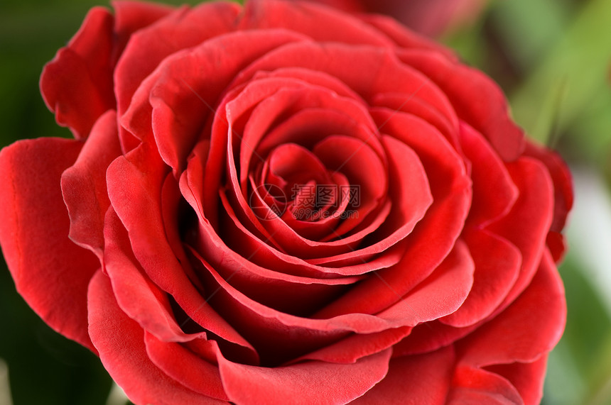 红玫瑰念日礼物玫瑰热情植物花瓣叶子绿色水平红色图片
