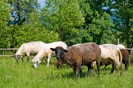 在草原上的黑白绵羊高清图片