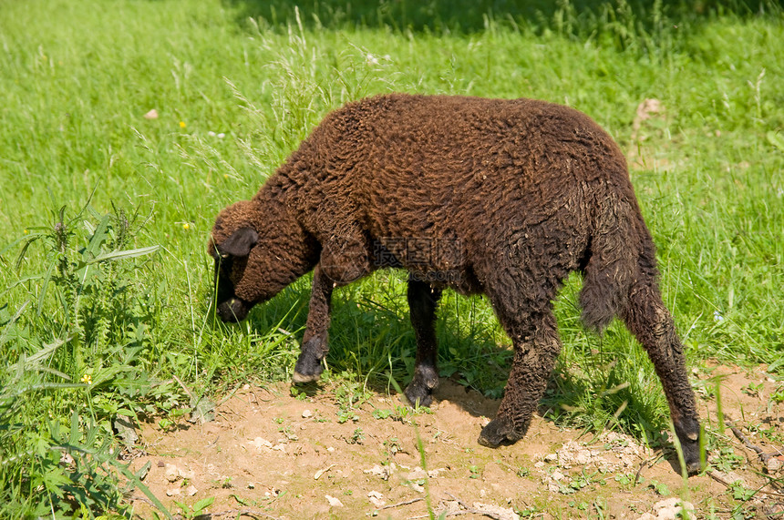 草地上的黑羊绿色风景野生动物动物婴儿土地羊肉哺乳动物农场羊毛图片