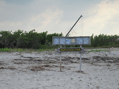 信息符号热带树木木板海滩背景图片