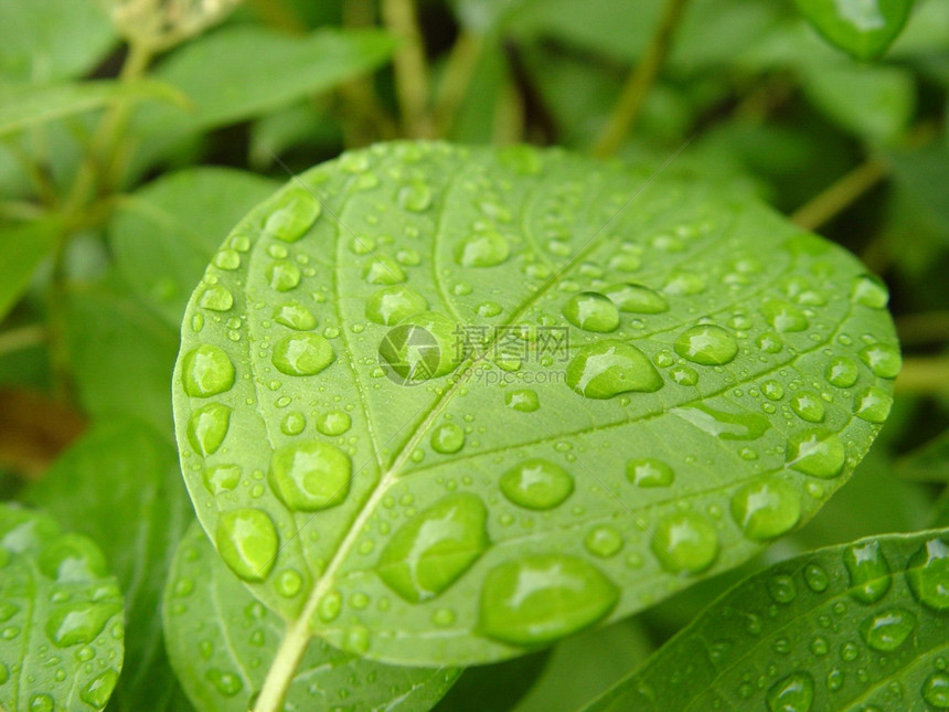 绿叶带水滴植被水分淋浴生长植物群生活宏观植物生态天气图片