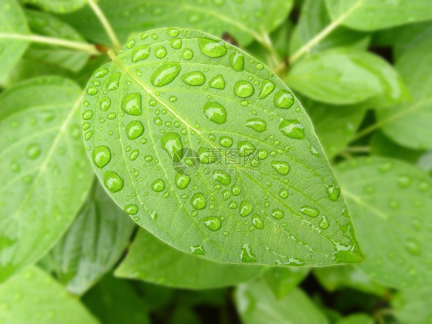 绿叶带水滴环境淋浴植物水分生活生长花园植物群液体叶子图片