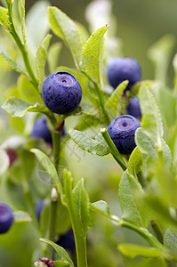 蓝莓灌木食物宏观产品饮食植物水果蓝色覆盆子背景图片