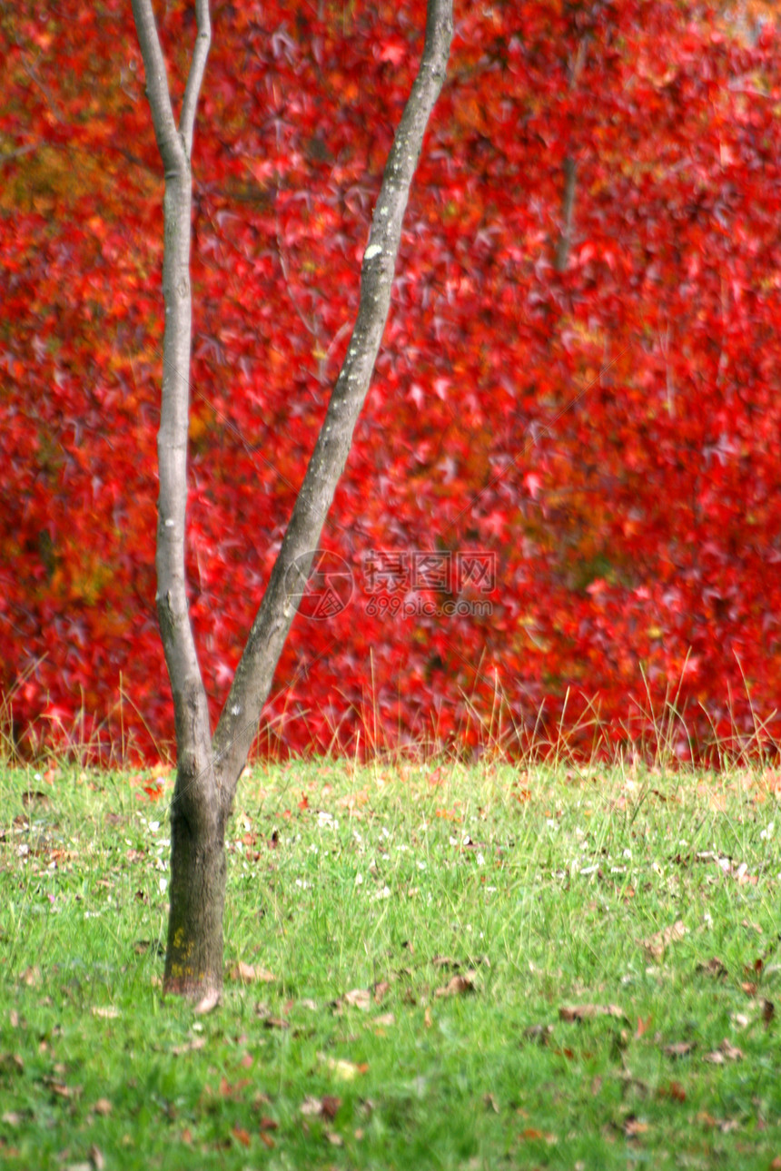 秋季风景树木阳光农村环境国家分支机构森林公园地球场景图片